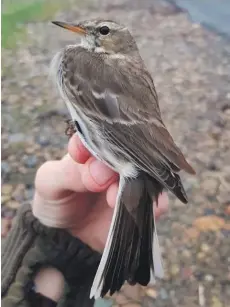  ?? Photo Alex Penn ?? Water pipit, this is the first Arran record of this species.