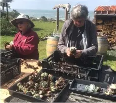  ?? — AFP photo ?? Members of the California Native Plant Society prepare recovered dudleya succulent plants, allegedly stolen by internatio­nal poachers from remote cliffside locations along the northern California coast.