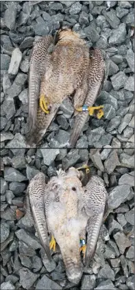  ??  ?? The two protected Peregrine falcons, possibly poisoned.