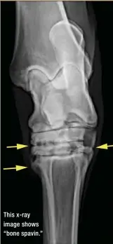  ??  ?? This x-ray image shows “bone spavin.”