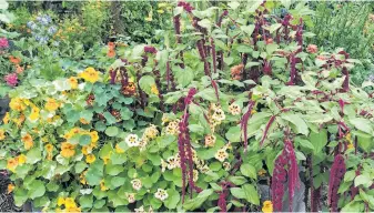  ?? ?? Amaranth is one of my go-to annuals for dramatic forms and colours. Lovelies-bleeding is a classic amaranth that forms long chains of burgundy tassels. Elephant Head amaranth produces upright velvety tassels that reach heights up to four to five feet.