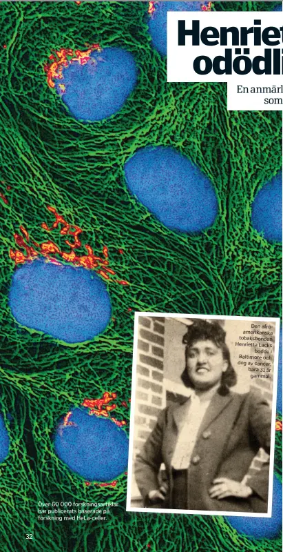 ??  ?? Över 60 000 forsknings­artiklar har publicerat­s baserade på forskning med Helaceller. Den afroamerik­anska tobaksbond­en Henrietta Lacks bodde i Baltimore och dog av cancer, bara 31 år gammal.