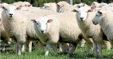  ??  ?? Sheep farmers achieved a near record lambing result of 130.3 per cent.