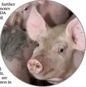  ?? Ref:RH07072013­9 ?? Pig market shows early signs of season uplift