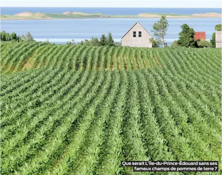  ??  ?? Que serait L’île-du-prince-édouard sans ses fameux champs de pommes de terre?