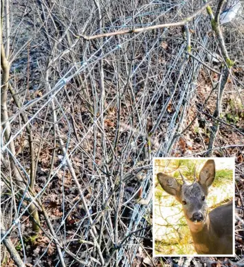  ?? Symbolfoto­s: Andreas Brücken, Michael Munkler ?? Wildschutz­zäune wie dieser können bei Tieren großes Leid auslösen: In einer engmaschig­en Barriere bei Pfaffenhau­sen hat sich ein trächtiges Reh verfangen – es musste von einem Jäger getötet werden.