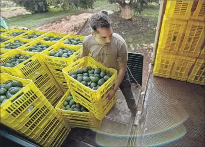  ?? Ronaldo Schemidt AFP/Getty Images ?? MEXICAN AVOCADO exports were disrupted last month when farmers from Michoacan protested a glut on the market.