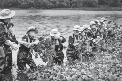  ?? PROVIDED TO CHINA DAILY ?? People clean up water hyacinth in Hainan province, one of the UNDP’s projects to protect water sources.