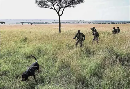  ?? — AFP ?? Doggie on duty: A Kenyan ranger holding his bloodhound during their trace training in the Mara Triangle, the northweste­rn part of the Maasai Mara national reserve in southern Kenya.