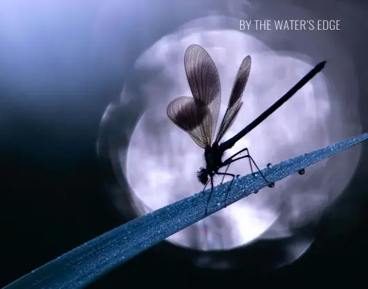  ??  ?? Above: For this shot of a banded demoiselle, Ross carefully positioned his camera so that light striking the running water behind his subject created attractive circular highlights.