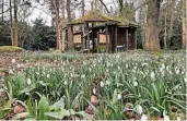  ??  ?? Mit den Besuchern kehrte auch der Frühling in das Arboretum zurück. Erste Sendboten: Schneeglöc­kchen.