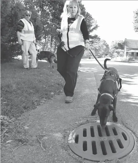  ?? ROBERT F. BUKATY/THE ASSOCIATED PRESS ?? Karen Reynolds, co-owner of Environmen­tal Canine Services, uses trained sniffer dog Remi to check out a stormwater drain in South Portland, Maine.