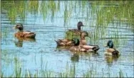  ??  ?? Our early hunting season on ducks like these mallards runs from October 14 through 21 here in the South Zone.