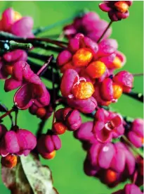  ??  ?? OUT IN A BLAZE OF GLORY: Euonymus alatus compactus puts on its autumn show, top. Above: The stunning berries of Red Cascade