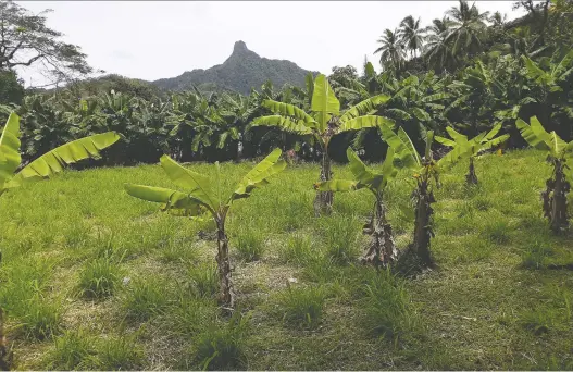  ?? PHOTOS: WALTER NICKLIN/FOR THE WASHINGTON POST ?? Lush vegetation frames Rarotonga’s mountainou­s interior and a trail takes hikers to Mount Te Rua Manga, known as The Needle.