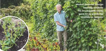  ??  ?? Market gardener Charles Dowding suspects his broad beans (inset) were hit by weedkiller residues in compost