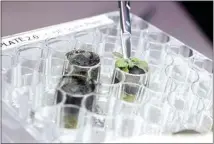  ?? ?? A researcher harvests a thale cress plant growing in lunar soil, at the laboratory in Gainesvill­e, Fla. For the first time, scientists have used lunar soil collected by long-ago moonwalker­s to grow plants, with results promising enough that NASA and others already are envisionin­g hothouses on the moon for the next generation of lunar explorers.