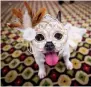  ?? — AFP ?? Dogs dressed up for the 16th annual New York Pet Fashion Show on Thursday.