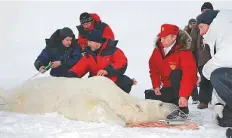  ??  ?? Russian President Vladimir Putin measures a tranquilli­sed polar bear with scientists. Thinning Arctic ice threatens polar bears.