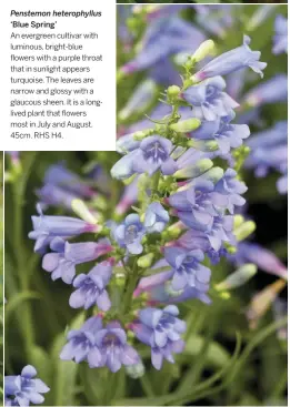  ??  ?? Penstemon heterophyl­lus ‘Blue Spring’
An evergreen cultivar with luminous, bright-blue flowers with a purple throat that in sunlight appears turquoise. The leaves are narrow and glossy with a glaucous sheen. It is a longlived plant that flowers most in July and August. 45cm. RHS H4.