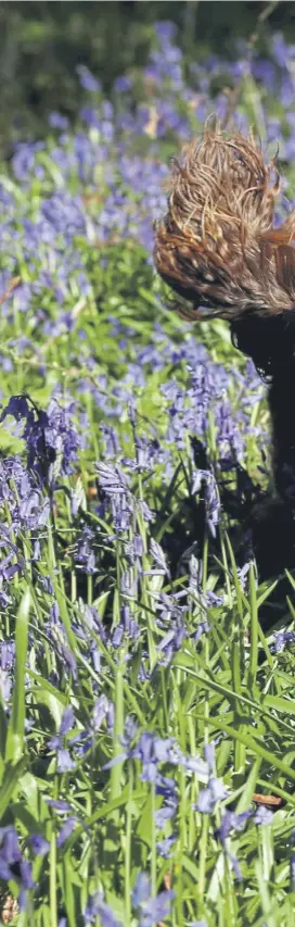  ?? ?? A spaniel enjoys a run about among some bluebells