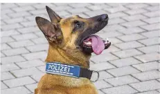  ?? SYMBOLFOTO: JOCHEN TACK/IMAGO ?? Ein belgischer Schäferhun­d der Polizei.