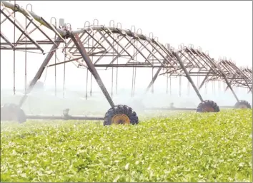  ??  ?? Vibrant irrigation schemes will improve sustainabl­e food security