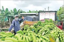  ?? CORTESÍA ?? Acción. El Ministerio de Agricultur­a anunció el pago de la subvención.