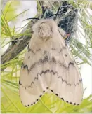  ?? Picture: SKULD.COM ?? Asian Gypsy Moth.