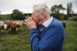  ??  ?? Mezcla racial Los MacGrath también crían vacas continenta­les, por ejemplo, de raza Limousin. Pero para su carnicería sacrifican solo Angus y Hereford. Su veteado graso es el único que satisface sus exigencias. Angus y Hereford son las vacas de carne...