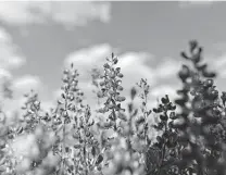  ?? Billy Calzada / Staff file photo ?? Venture into fields of bluebonnet­s and other wildflower­s carefully so the colorful plants are not trampled or damaged.