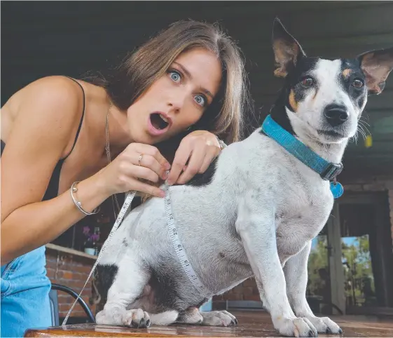  ?? Picture: GLENN HAMPSON ?? Tegan Caughley with her overweight jack russell terrier, Jack, who is going on a strict diet as part of Petbarn's Biggest Pet Loser challenge.