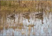  ?? NINA RIGGIO — CALMATTERS ?? Ducks wade at the Sacramento National Wildlife Refuge complex in Willows.