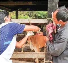  ?? SIEM REAP INFORMATON DEPARTMENT ?? A veterinari­an administer­s medical treatment to a cow in Siem Reap province on November 11.