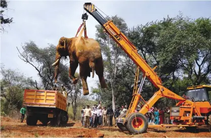  ?? —AP ?? BANGALORE, India: In this Friday, Dec 9, 2016 photo, a crane lifts the carcass of a male Asiatic elephant, known as Sidda, to place him on the ground for autopsy after he died of his injuries, in Dabbagali village, outskirts of Bangalore, India.