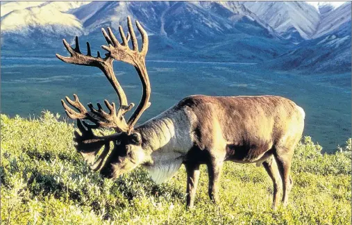  ?? SUBMITTED PHOTO ?? Caribou like this one munching on vegetation once shared the forests of Prince Edward Island with wolves, bears and other forms of wildlife that no longer exist here.