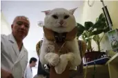  ?? — AFP ?? A partially paralysed cat receives acupunctur­e treatment at the Shanghai Traditiona­l Chinese Medicine Neurology and Acupunctur­e Animal Health Centre in Shanghai on Saturday. TCM practition­er Jin Rishan provides owners an alternativ­e to the pets...