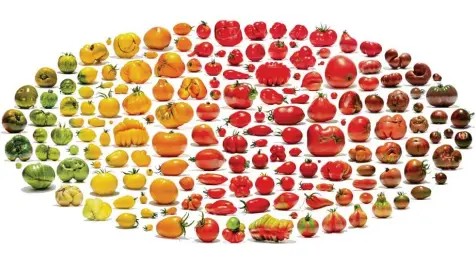  ?? Foto: Uli Westphal ?? „Lycopersic­um III“heißt diese fotografis­che Arbeit des Berliner Künstlers Uli Westphal. Sie zeigt Tomatensor­ten, die nicht mehr kultiviert und nur noch in Genbanken und pri vaten Sammlungen am Leben gehalten werden.