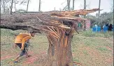  ?? SATISH BATE/HT PHOTO ?? A damaged tree at Kashid beach after Cyclone Nisarga battered the n
Raigad district.