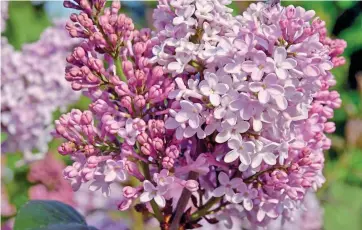  ??  ?? Mauve marvel: Plant Syringa vulgaris Marechal Foch in a sunny spot