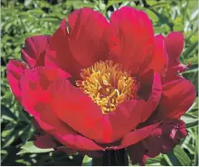  ??  ?? This peony, called Defender, is a herbaceous type that likes full sun and rich soil.