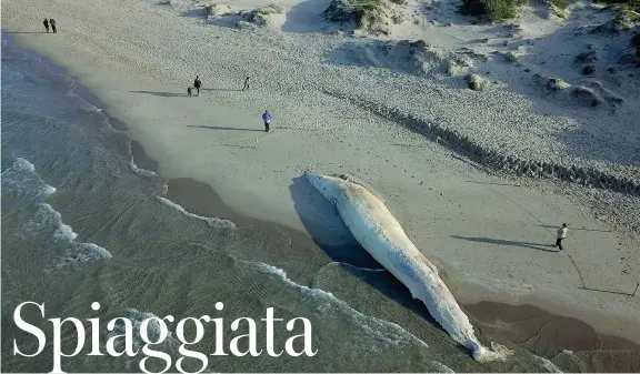  ??  ?? Dall’alto La balenotter­a spiaggiata da un mese e mezzo a Platamona, nella foto di Giovanni Cossu scattata con un drone nei primi giorni e pubblicata sulla Nuova Sardegna