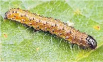  ?? Photo / Crop Science Australia-Ted C. Macrae ?? Fall armyworm.