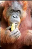  ??  ?? Anoranguta­nattheSeme­nggoh Wildlife Centre in Kuching enjoying a banana. — File photo by Chimon Upon