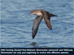  ?? ?? DNA testing showed that Balearic Shearwater (pictured) and Yelkouan Shearwater are only just beginning to evolve into different species.