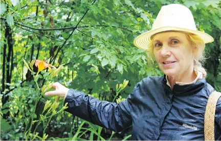  ?? PHOTOS: PETER JOHANSEN ?? Carolyn Langdon explains the benefits of day lilies during a forage trek in the Haliburton Highlands, about four hours from Ottawa. Her wild-edibles events include lessons in the nutritiona­l benefits of native plants and a lunch that incorporat­es them...