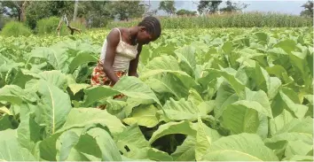  ??  ?? Research has shown that the yield of tobacco is reduced by 1 percent for every day of delayed topping