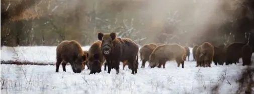  ??  ?? Pour en apprendre davantage, visitez la page Facebook WildHogWat­ch. Elle est mise à jour par le Laboratoir­e d’écologie de la faune et de mobilisati­on communauta­ire de l’Université de la Saskatchew­an.