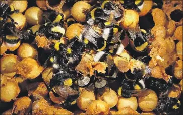  ?? Ash Samuelson Royal Holloway, University of London ?? BUMBLEBEES that set up colonies in the city and suburbs may have access to a more diverse array of f lowers, allowing them to grow bigger and live longer than their rural counterpar­ts, British researcher­s suggest.