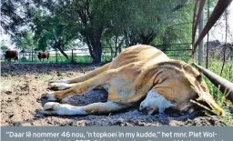  ?? FOTO: JASPER RAATS ?? “Daar lê nommer 46 nou, ’n topkoei in my kudde,” het mnr. Piet Wolmarans gesê toe hy in 2015 dié kraal aan Landbouwee­kblad gewys het. “Waar gaan dit eindig?”